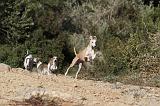 WHIPPET 129